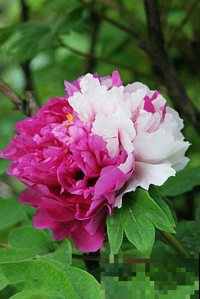 这些花都有一个共同的品种名，买花时，不要搞混了！