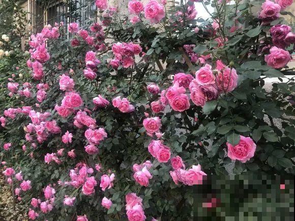 白色蜀葵竟被拦腰折断,说是因为颜色不吉利,真无语! 白色蜀葵竟被拦腰折断,说是因为颜色不吉利,真无语!