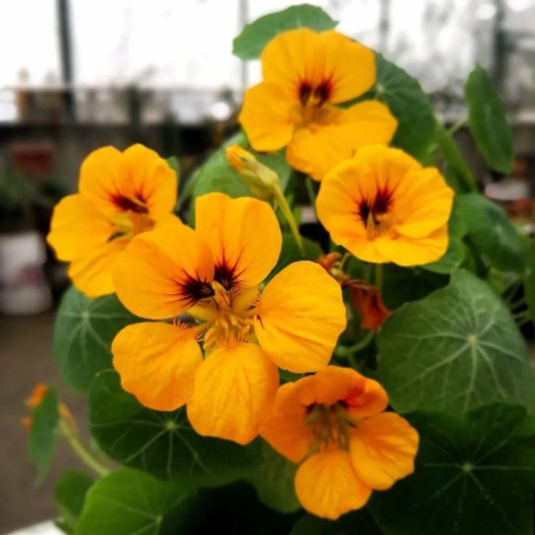 看图猜花名，100道题，测你的养花天分！