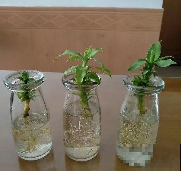 龟背竹长出长鞭子，连着茎一块砍下来，种土里就能活