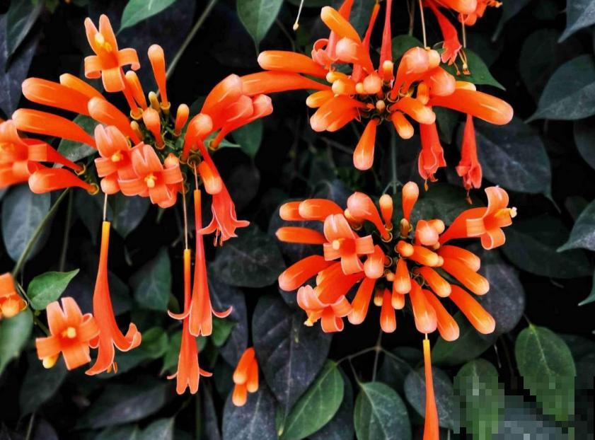 “一点就炸”的炮仗花，爬墙特厉害，想要花墙的来！