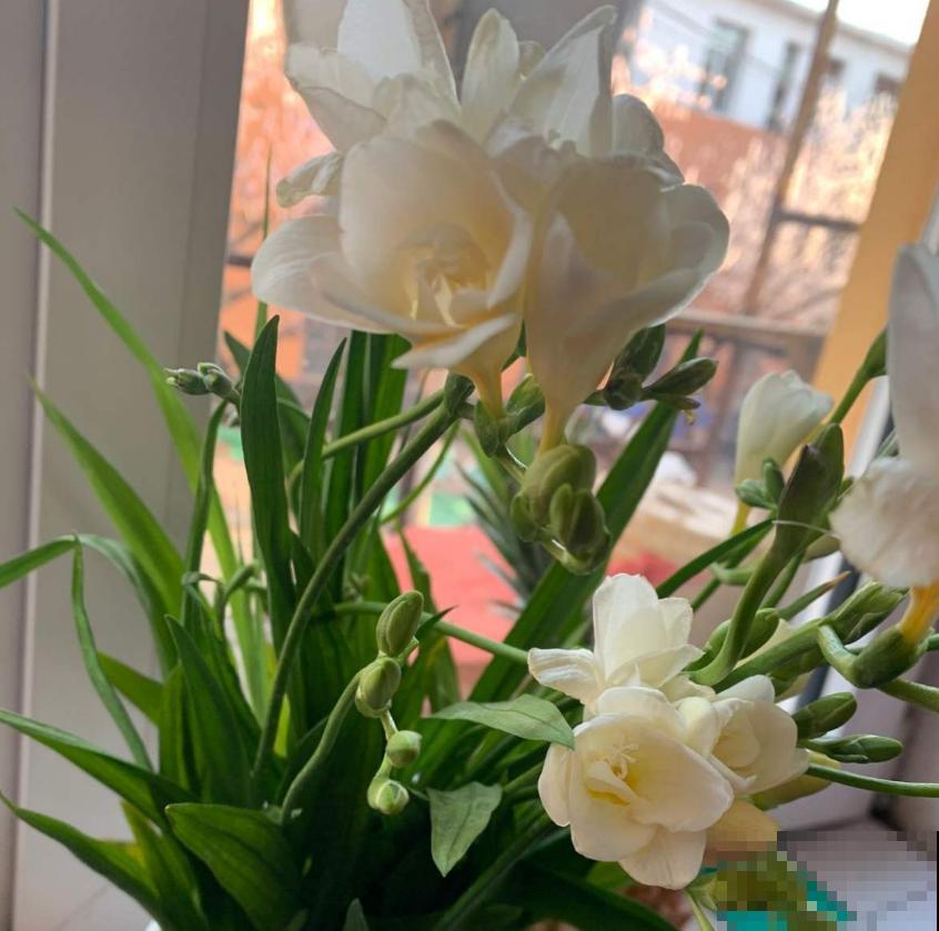 那些被你扔掉的香雪兰种球,栽土里还能活,不看亏大了! 那些被你扔掉的香雪兰种球,栽土里还能活,不看亏大了!