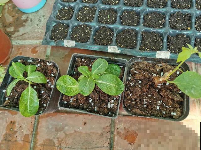 花开完别剪,再等15天,能收上千粒种子! 花开完别剪,再等15天,能收上千粒种子!