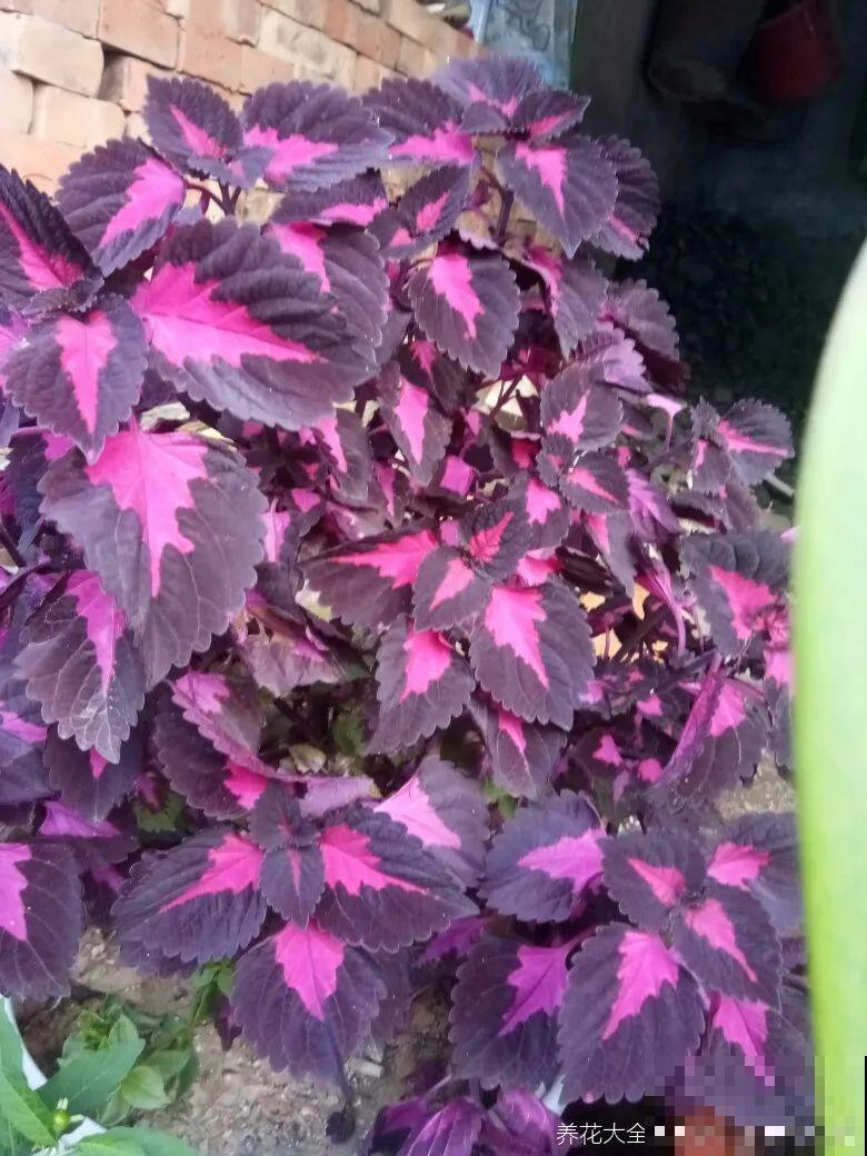 新买一盆花,叶子五颜六色,真怀疑它是不是喷药了? 新买一盆花,叶子五颜六色,真怀疑它是不是喷药了?