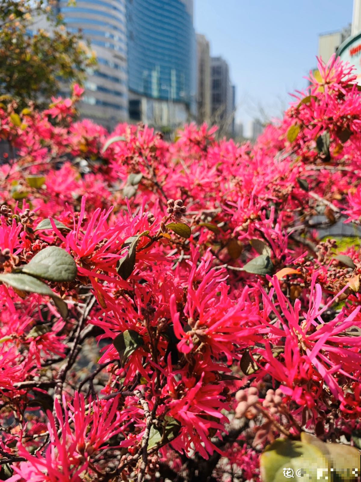 开花超好看的红檵木,开花红得发紫,像锦带一样美 开花超好看的红檵木,开花红得发紫,像锦带一样美