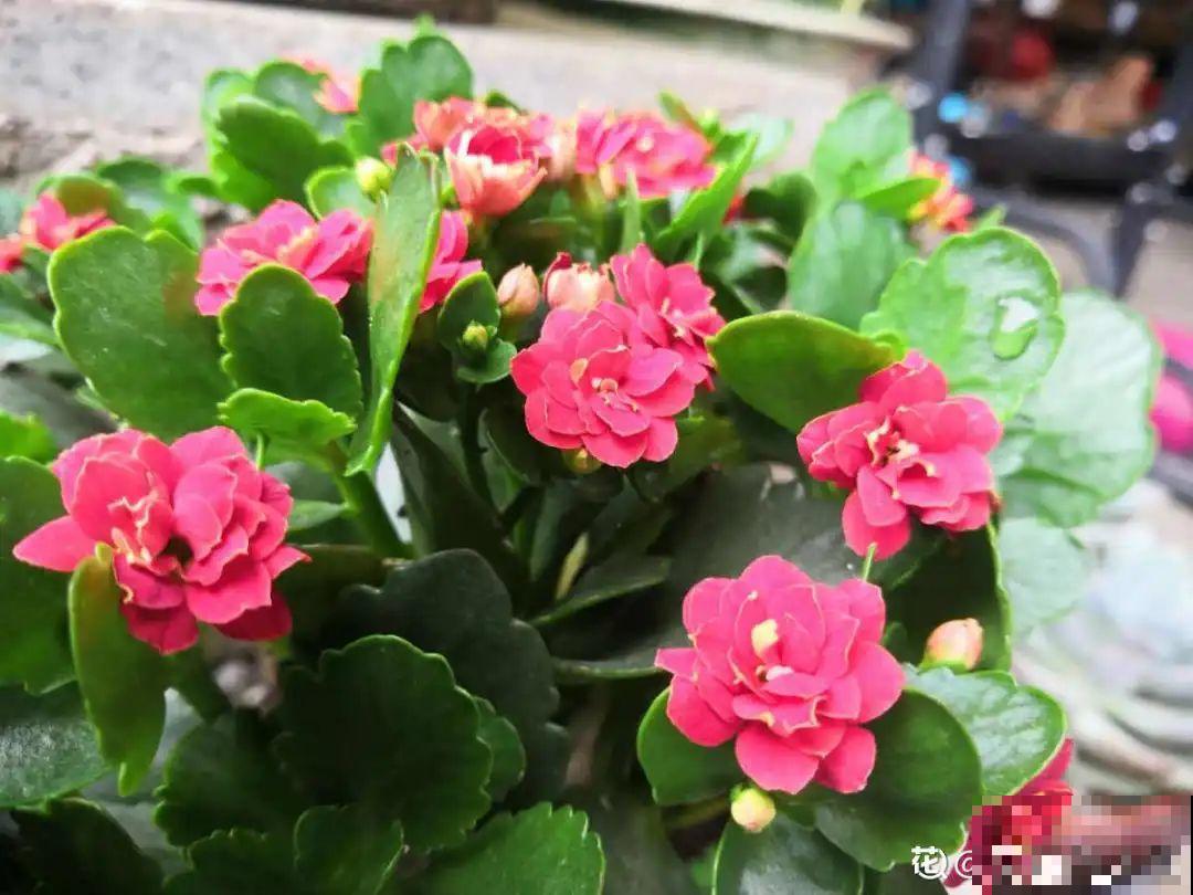 8种花,养小不养老,越老开花越少! 8种花,养小不养老,越老开花越少!