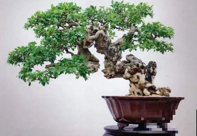 惊艳的6大盆景造型,中国植物艺术的巅峰,收藏起来! 惊艳的6大盆景造型,中国植物艺术的巅峰,收藏起来!