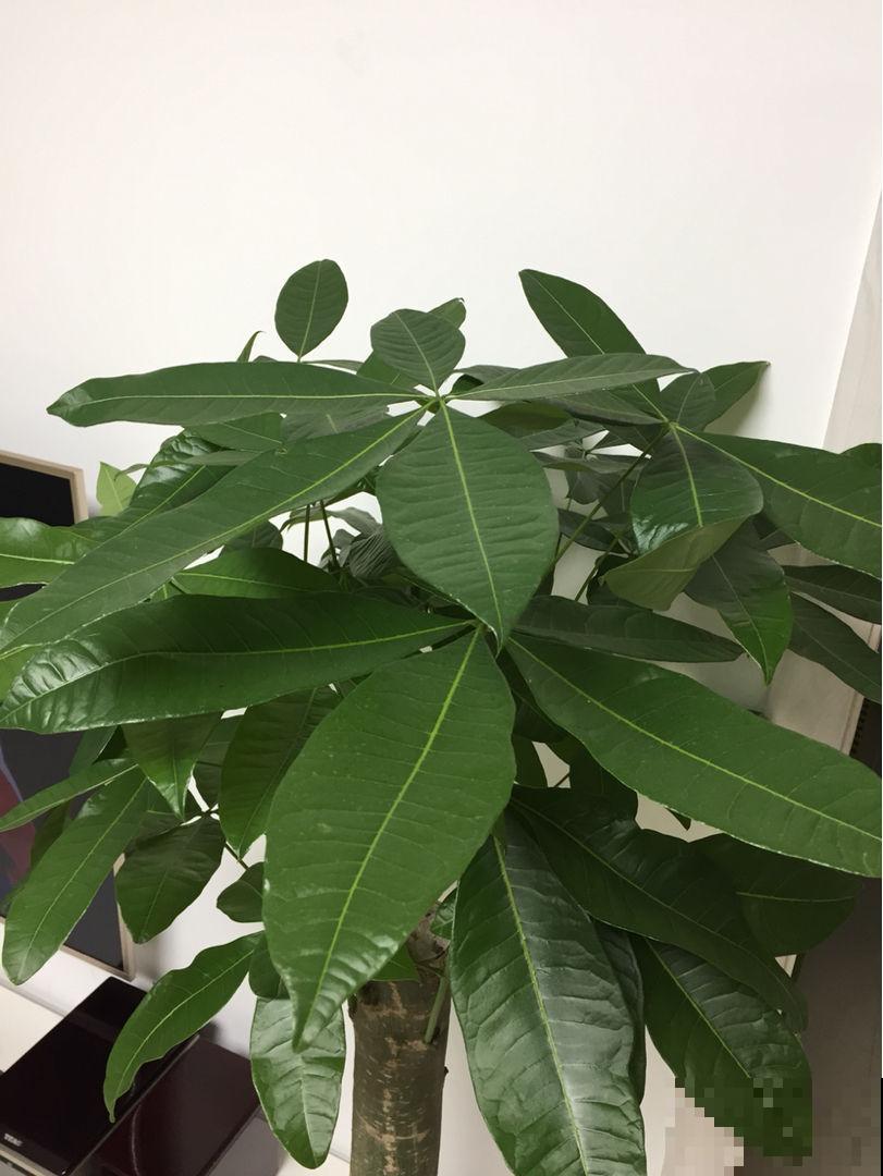 绿宝幸福树，买回家就掉叶子，打顶才是好办法