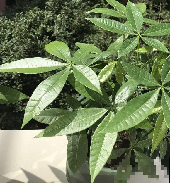 种花赚钱？要是有块地，真的发财了！