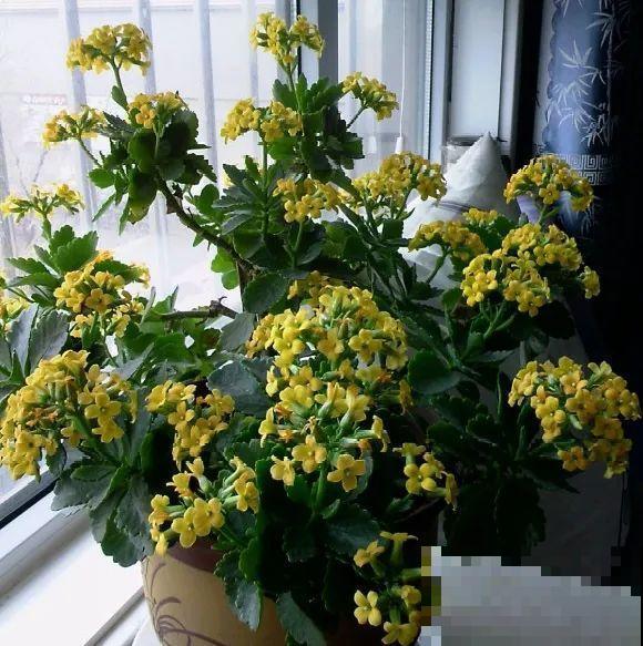 8种花,养小不养老,越老开花越少! 8种花,养小不养老,越老开花越少!