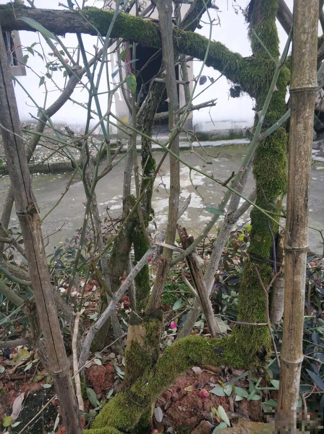 407岁古树，熊孩子玩火烧坏，只剩树皮还能活？