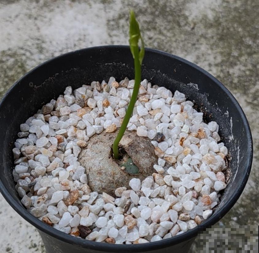 苍角殿很皮实，1个月不浇水都能活，养着省心！