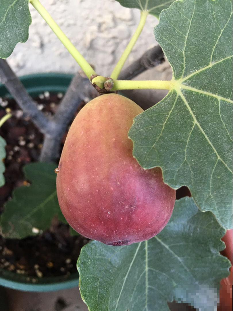 花盆里长出大苹果，原来种的矮化品种，果子多得吃不完