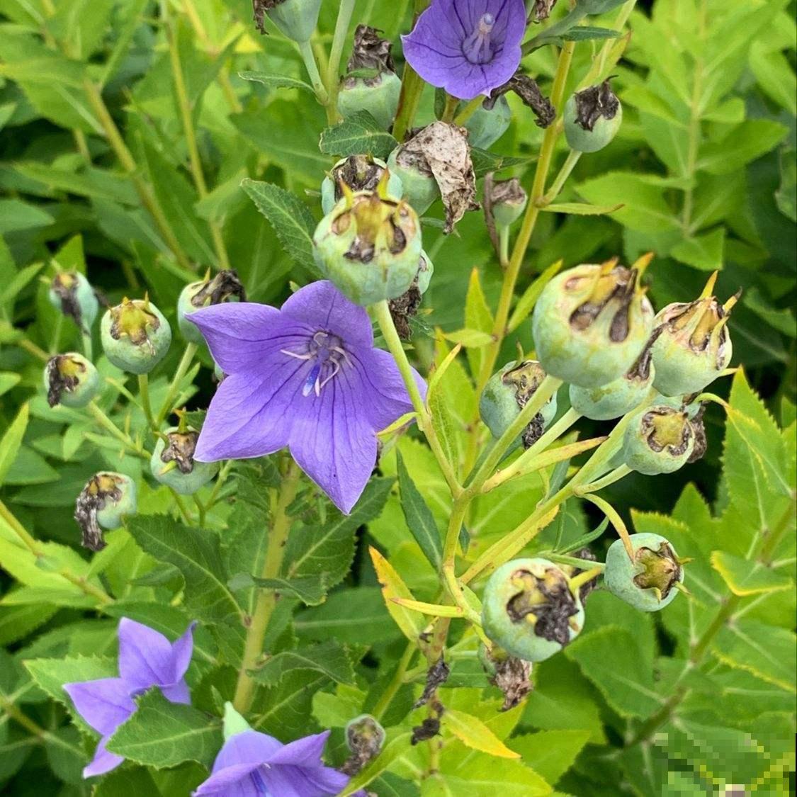 还在买洋桔梗?种桔梗吧,种子一撒,满盆全是小星星! 还在买洋桔梗?种桔梗吧,种子一撒,满盆全是小星星!