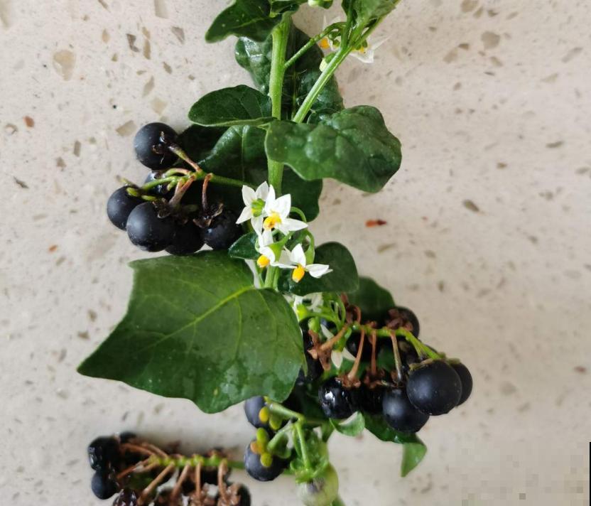 龙葵在家也能种,果子一批接一批长,赚大了! 龙葵在家也能种,果子一批接一批长,赚大了!