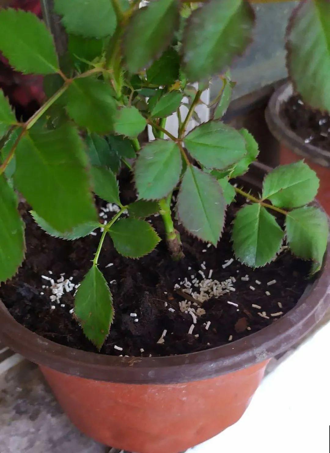 月季秋天这么养,长得快,狂冒芽,开花直到冬天! 月季秋天这么养,长得快,狂冒芽,开花直到冬天!