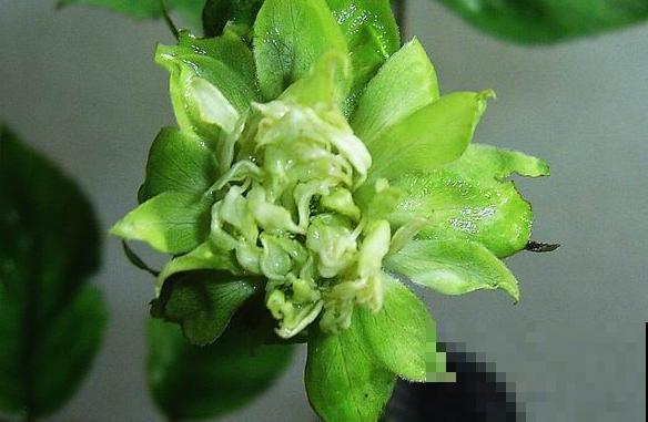 养花不走寻常路,这5种绿色花卉,养在家里特清新! 养花不走寻常路,这5种绿色花卉,养在家里特清新!