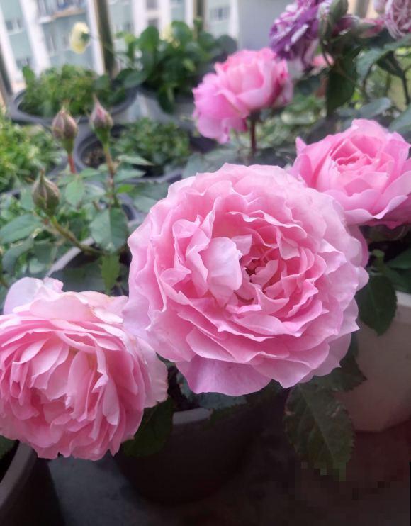 月季开花多,花期长,家里养正合适 月季开花多,花期长,家里养正合适