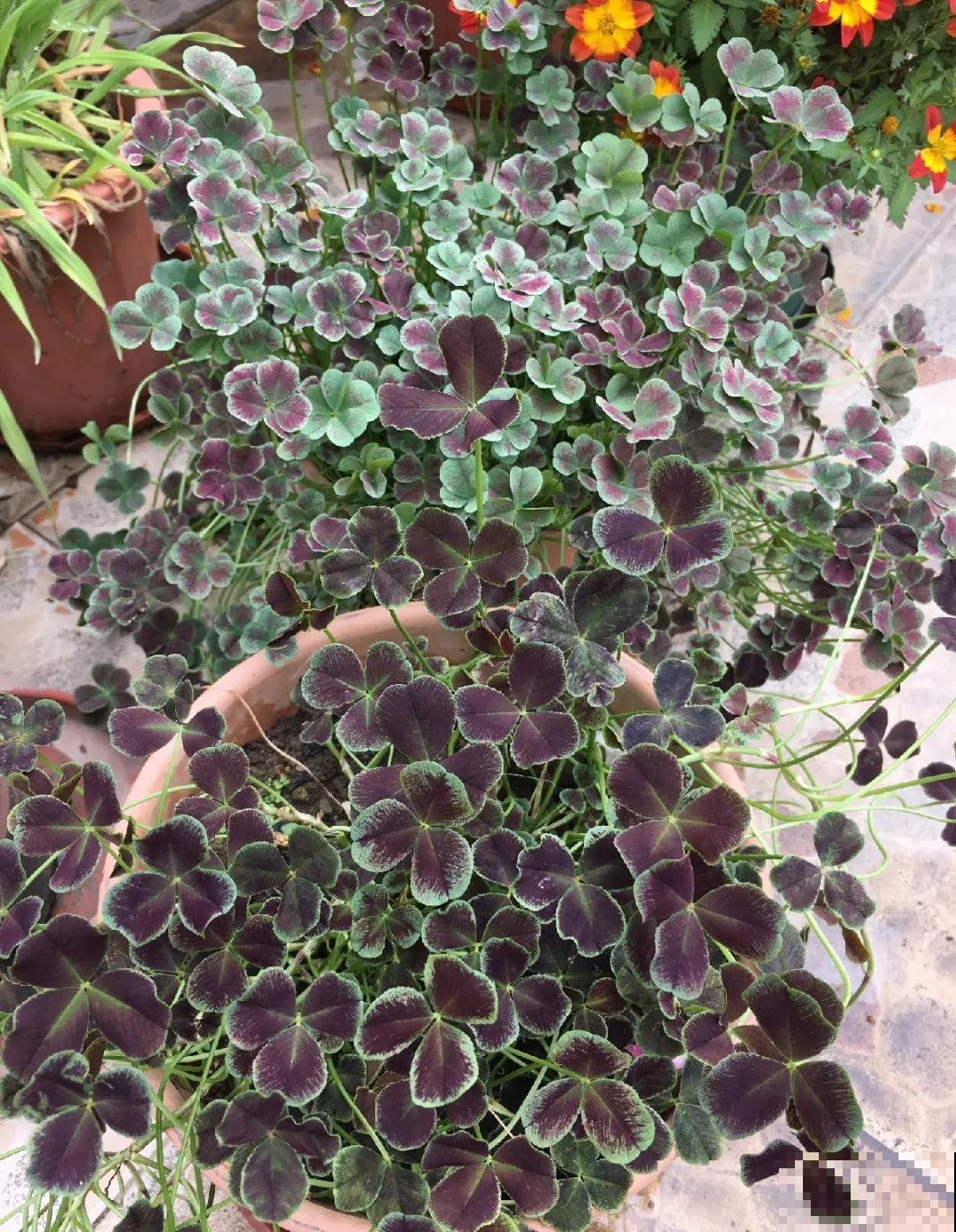 这花被人工培育了,叶子变异后,可以这么美! 这花被人工培育了,叶子变异后,可以这么美!