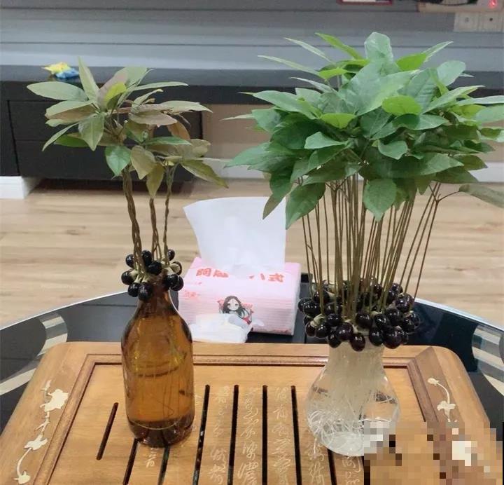 吃不完的水果别扔，妙手一改成盆栽，谁看了都得竖大拇指！