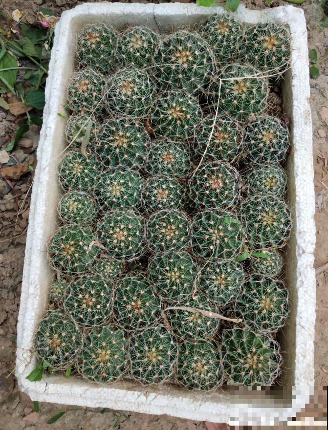 开花的仙人球,刷一下、结籽千千万,撒土里冒一盆苗! 开花的仙人球,刷一下、结籽千千万,撒土里冒一盆苗!