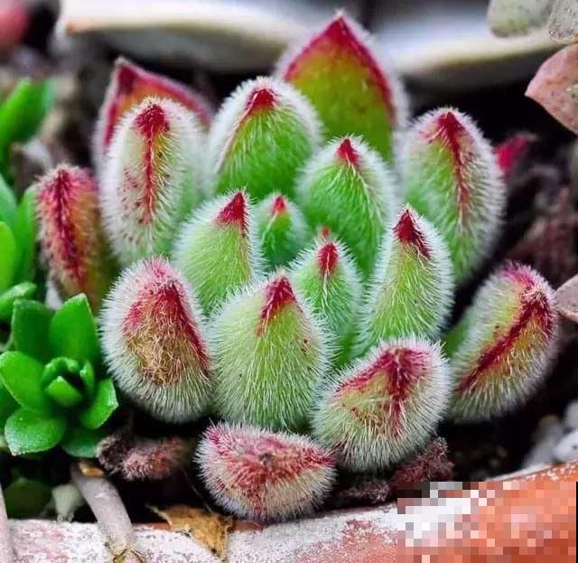 天生长毛的多肉，叶子毛绒绒，比玩具熊还可爱