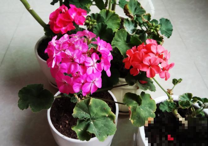 9月是最佳播种期,天竺葵从播种到开花,详细经验来啦! 9月是最佳播种期,天竺葵从播种到开花,详细经验来啦!