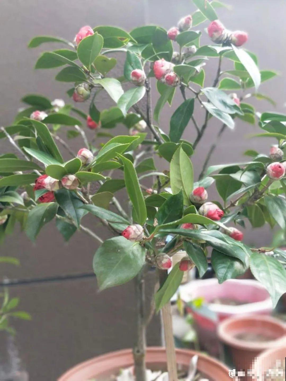 这种花苞要摘掉，不然全都开不了，花还会死！