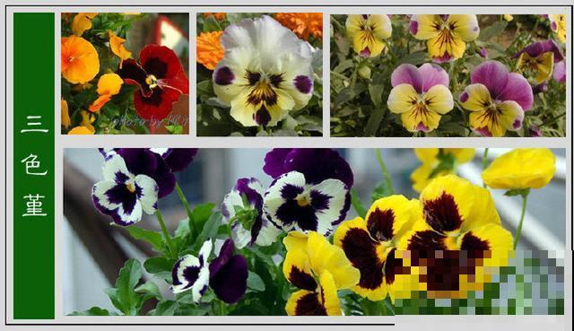 最齐全的《百花图谱》,珍藏起来,路边花都能叫上名! 最齐全的《百花图谱》,珍藏起来,路边花都能叫上名!