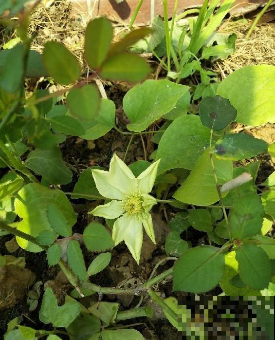 铁线莲容易买到假货，注意看价格，越便宜越有猫腻！