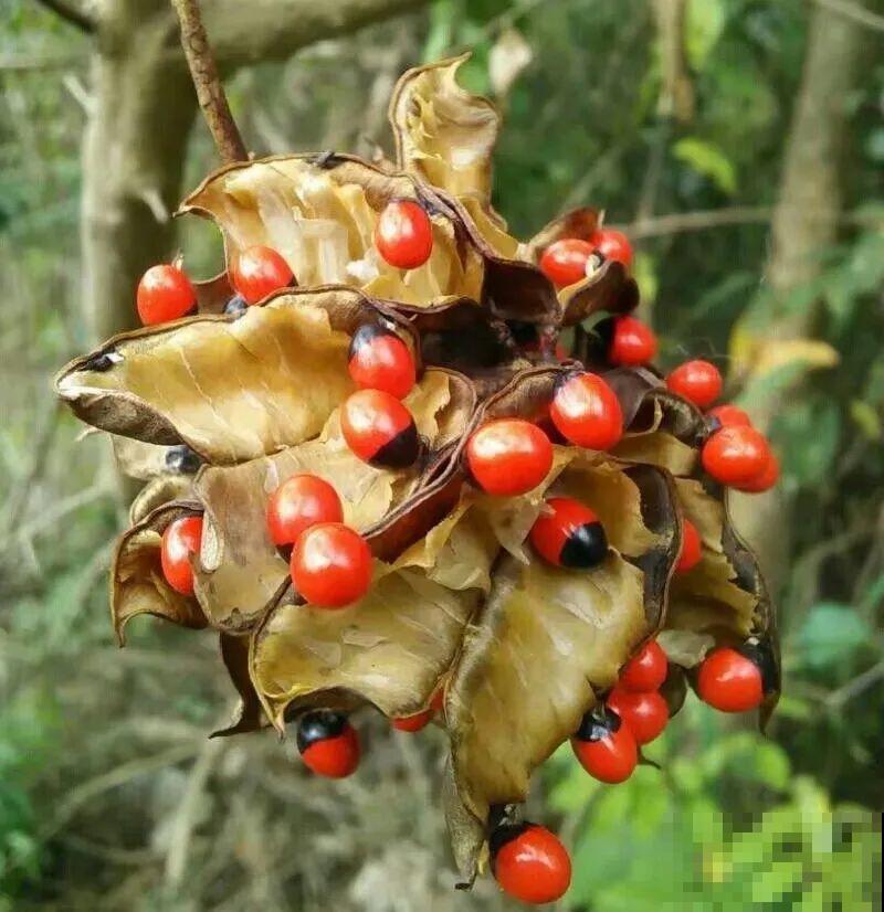 罂粟花不能随便种,私自种植,就得薅光 罂粟花不能随便种,私自种植,就得薅光