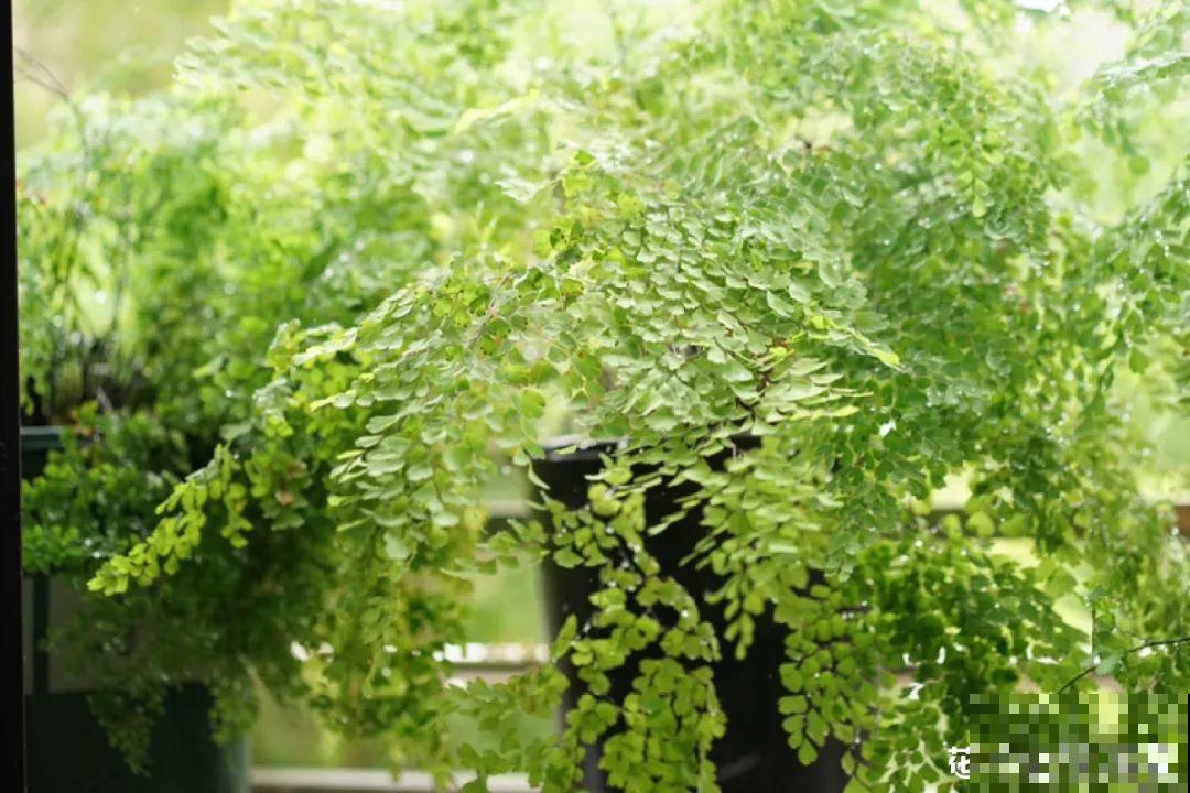 新买一盆花,叶子五颜六色,真怀疑它是不是喷药了? 新买一盆花,叶子五颜六色,真怀疑它是不是喷药了?