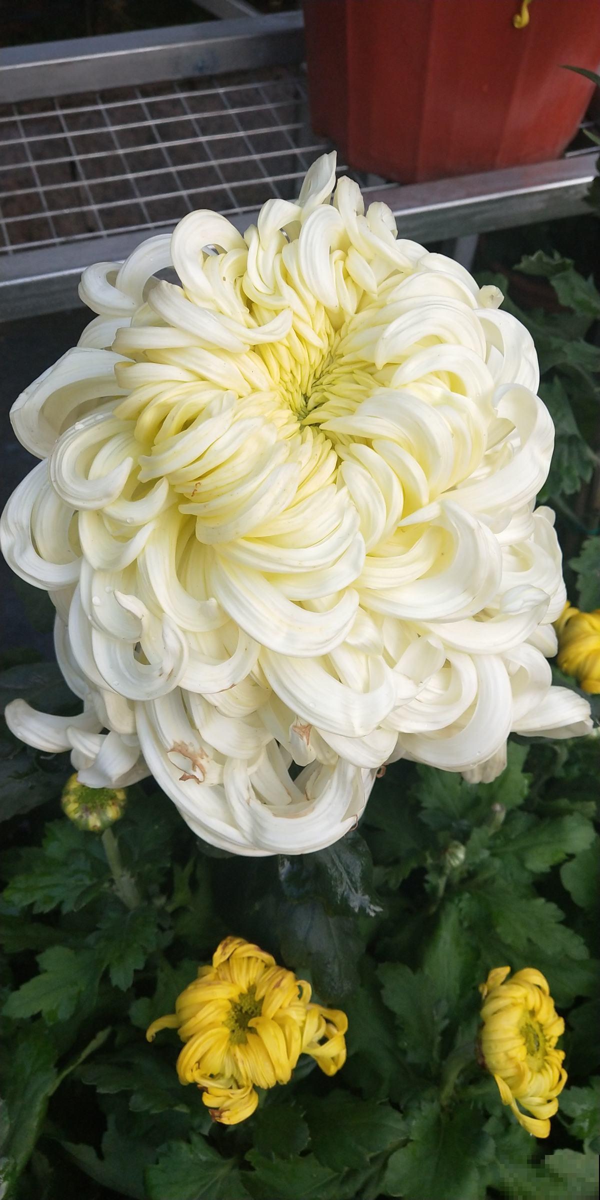 教你6招，买来的菊花能养好几年，超级简单好用！