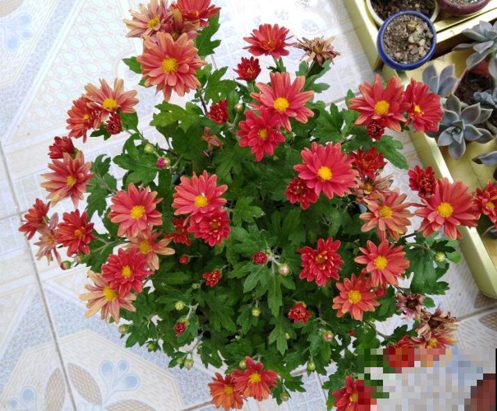 5种花不怕冷，现在种一盆，秋冬春三季有花看！