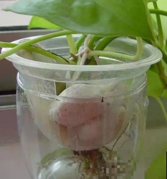 旧筷子、老干妈瓶，都是养花宝贝，做盆浇水都能用！