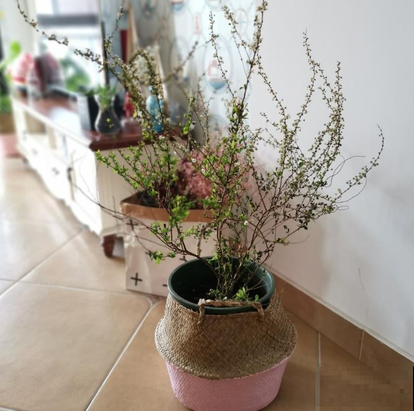 想省事就养雪柳，花美好养活，“懂事”到让人心疼！