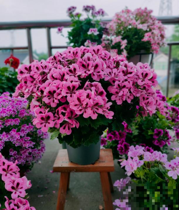 天竺葵最美的20个品种,不养一盆,对不起自己! 天竺葵最美的20个品种,不养一盆,对不起自己!