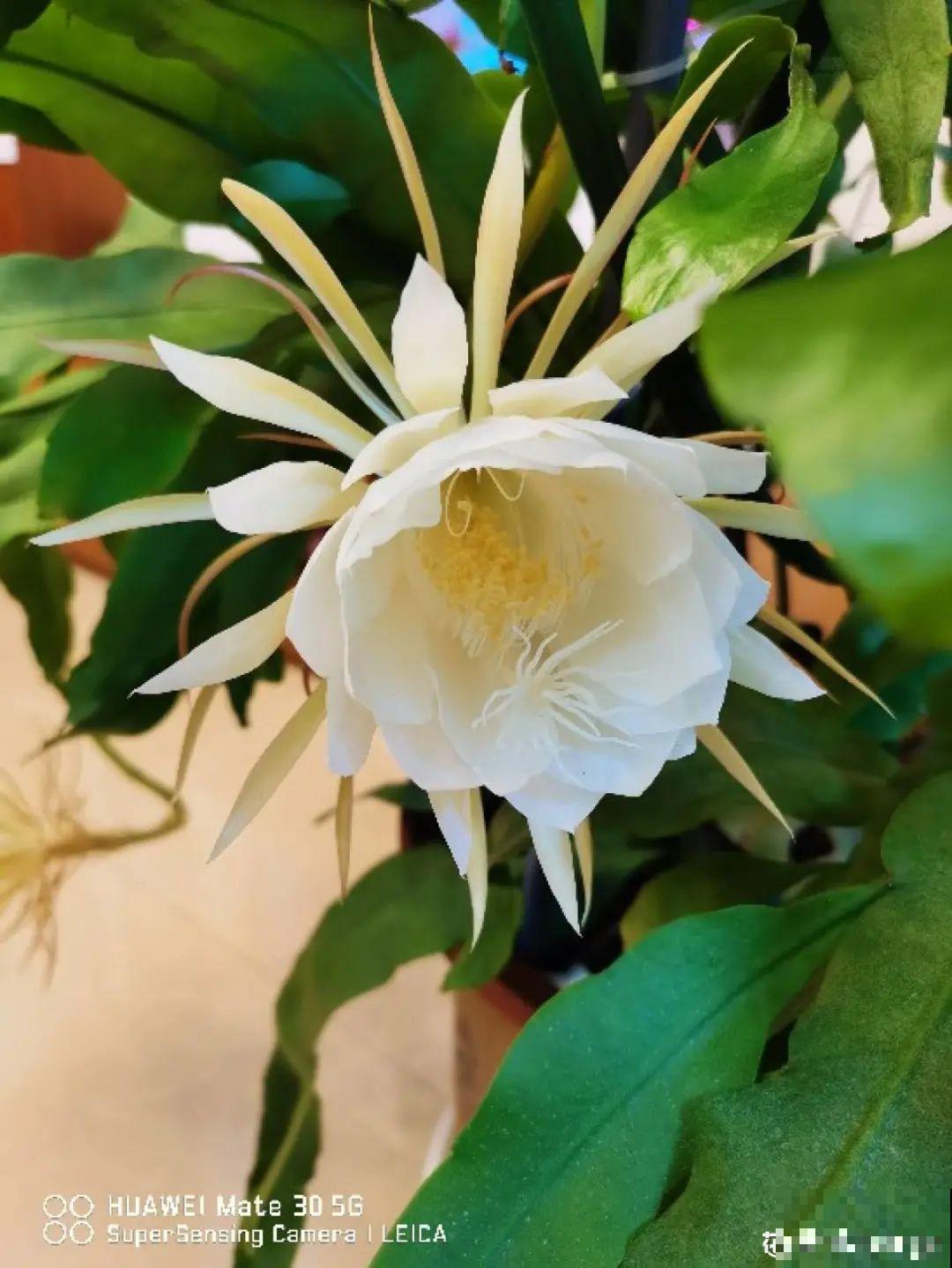 10种“好运花”，中国人最爱养，图个吉祥如意！