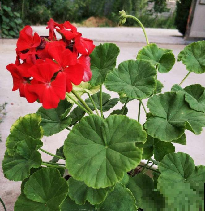 9月是最佳播种期,天竺葵从播种到开花,详细经验来啦! 9月是最佳播种期,天竺葵从播种到开花,详细经验来啦!