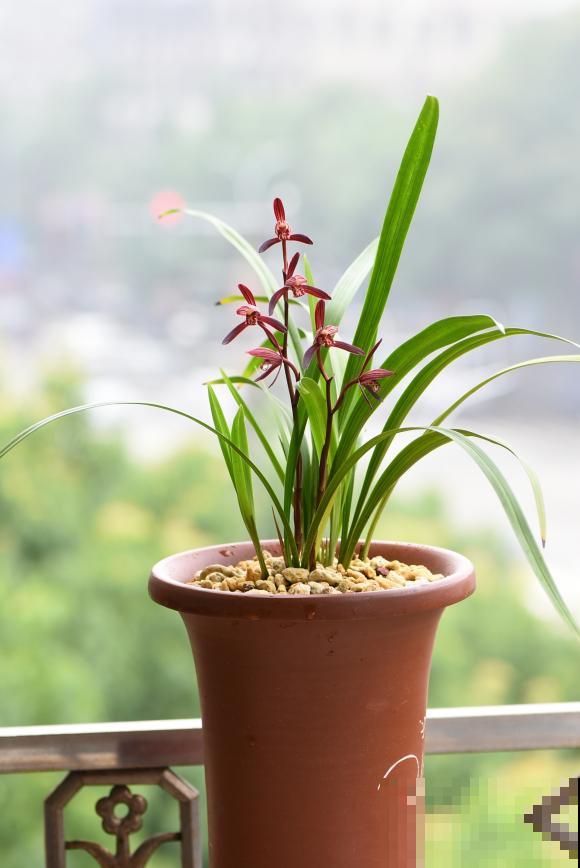 养花在精不在多,一盆精品,胜过10盆普通花! 养花在精不在多,一盆精品,胜过10盆普通花!