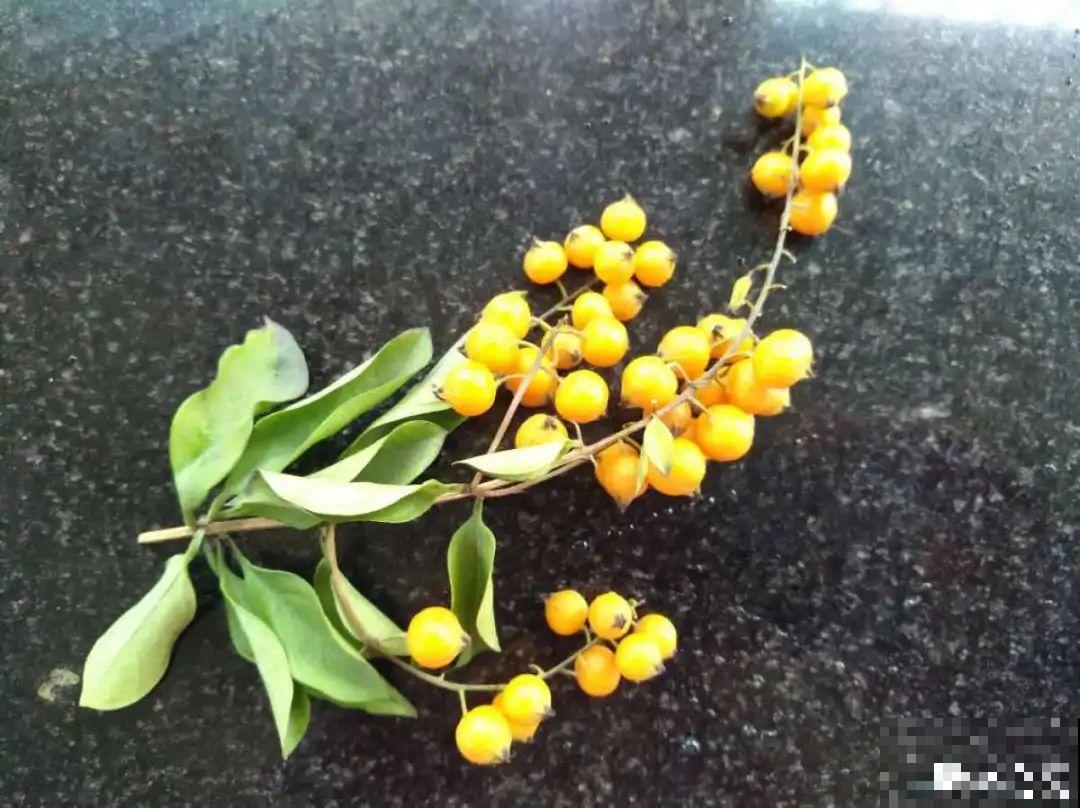 20种有毒花,出门别乱摘,有小孩的特别注意 20种有毒花,出门别乱摘,有小孩的特别注意