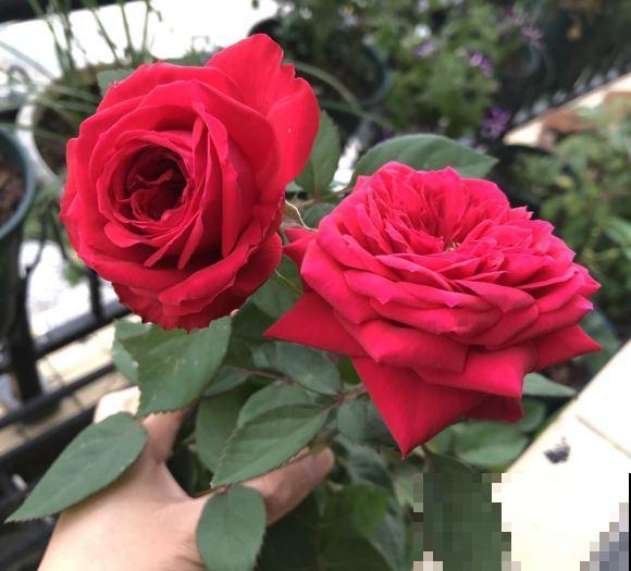 永远系列月季,个个都是经典品种,养一次就上瘾! 永远系列月季,个个都是经典品种,养一次就上瘾!