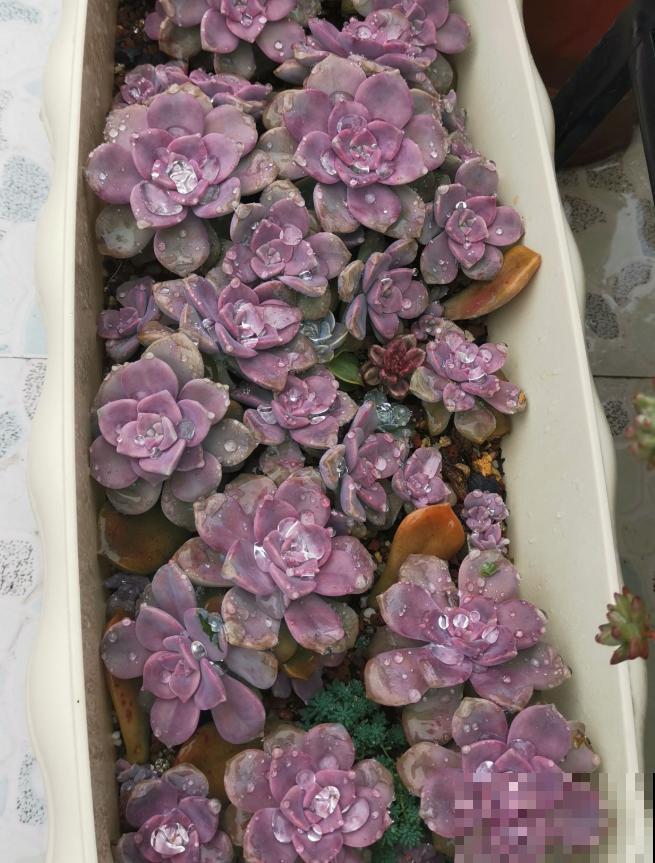 封闭小阳台，适合养这8种多肉，上色快、爆盆容易！