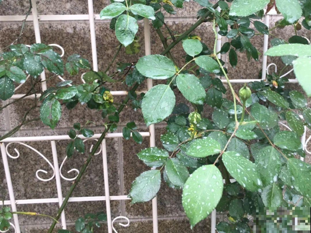 月季秋天这么养,长得快,狂冒芽,开花直到冬天! 月季秋天这么养,长得快,狂冒芽,开花直到冬天!