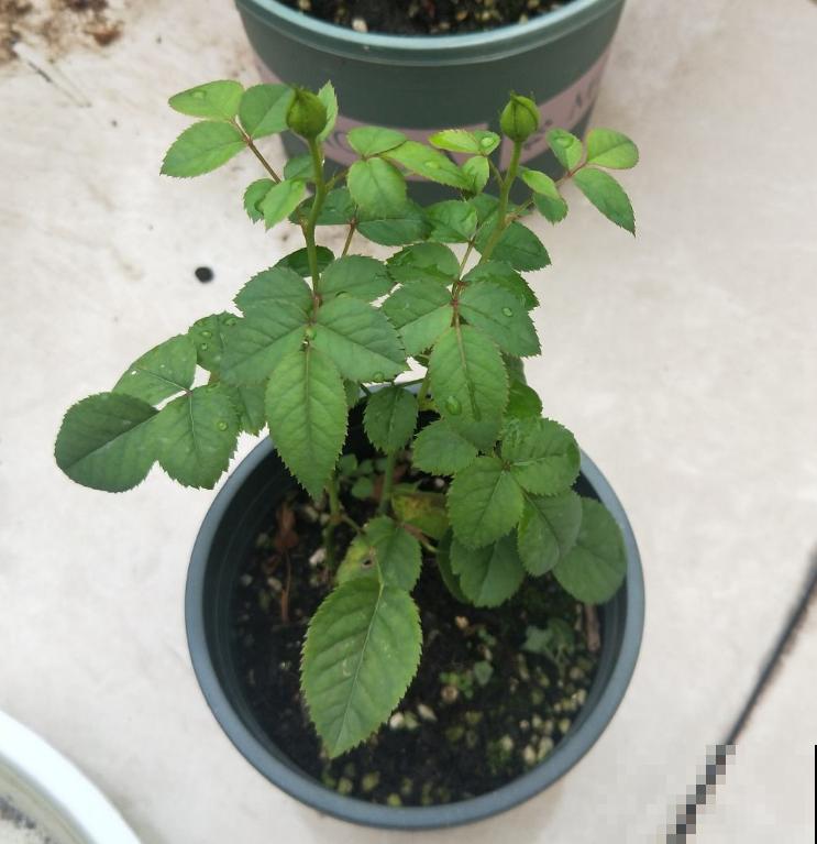 喝过的茶叶不要扔,放到花盆里,花越开越欢实! 喝过的茶叶不要扔,放到花盆里,花越开越欢实!