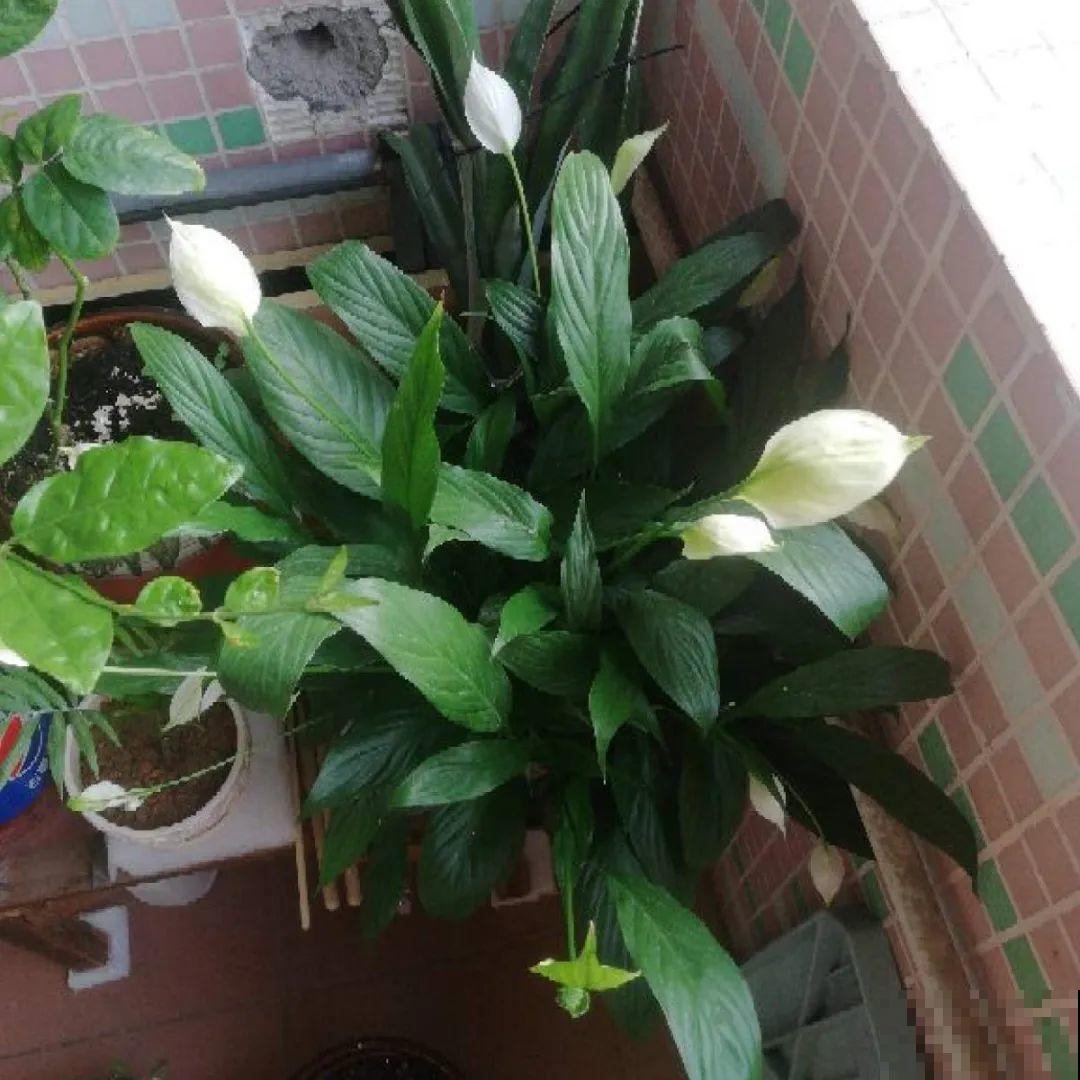 24种植物“净化器”,每个房间养一盆,太值了! 24种植物“净化器”,每个房间养一盆,太值了!