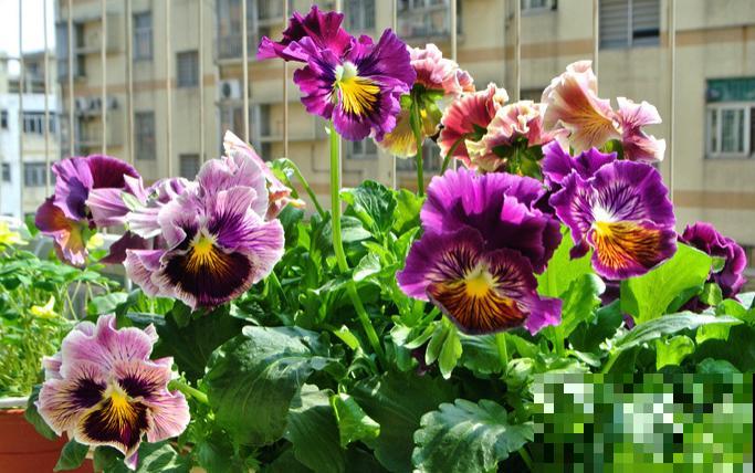 5种花不怕冷，现在种一盆，秋冬春三季有花看！