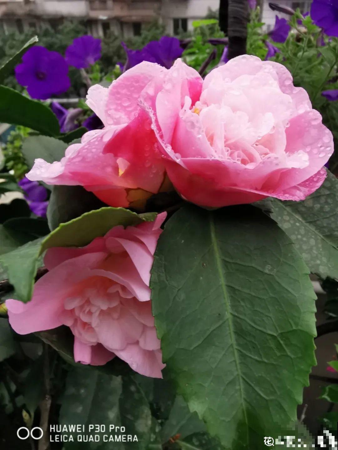 9月施肥季,这花赶紧贴秋膘,才能爆开花! 9月施肥季,这花赶紧贴秋膘,才能爆开花!