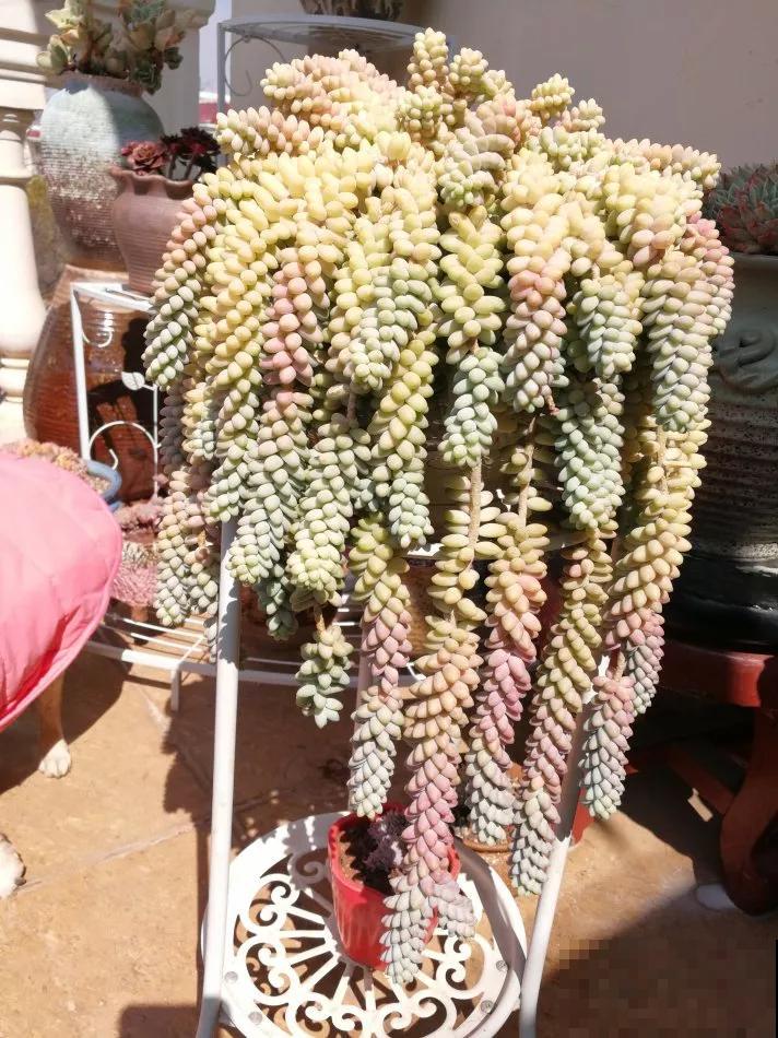 5种多肉，吊起来养，长成一面瀑布太霸气！