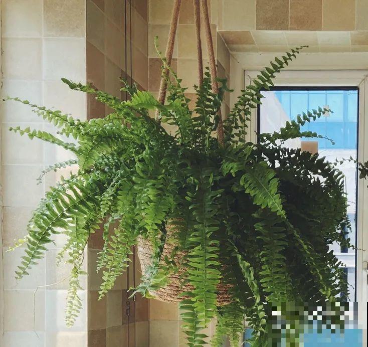 龟背竹是“吸废气”高手，家里放一盆，门窗紧闭也能空气清新！